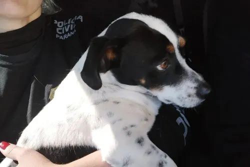 
				Cão será indenizado após ganhar processo contra tutor por maus-tratos
			
			