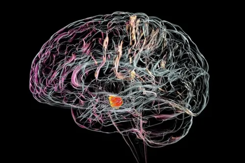 
				“Capa de invisibilidade” em neurônios corrige sintomas do Parkinson
			
			