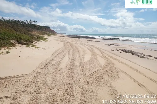 
				Carlinhos Maia é flagrado em área de desova de tartarugas; Biota denunciou o uso de quadriciclos
			
			