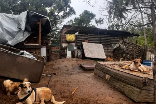 
				Chuvas destroem abrigo e colocam mais de 130 animais em risco; proprietária pede ajuda
			
			