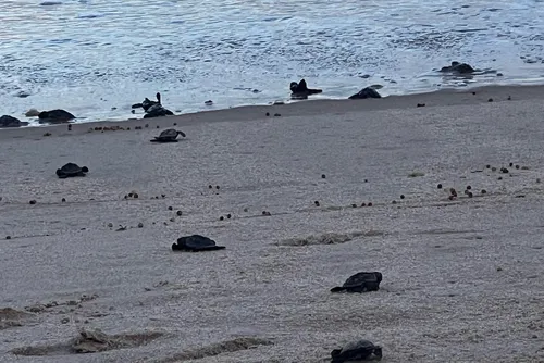 
				De volta ao mar de Guaxuma: ação marca nascimento e soltura de filhotes de tartarugas
			
			