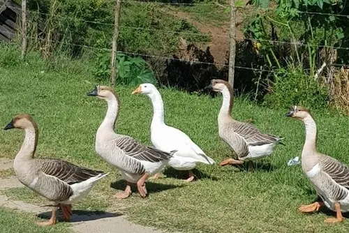 
				Fazendeiro é condenado após deixar 170 gansos morrerem de fome
			
			