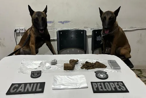 
				PM apreende drogas com auxílio de cães farejadores durante ações no Agreste
			
			