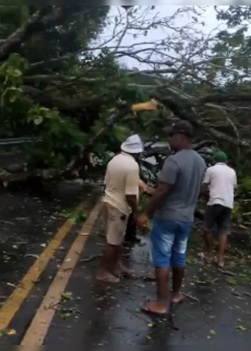 
			
				Após retirada de árvore da pista, rodovia BR-316 é liberada
			
			
