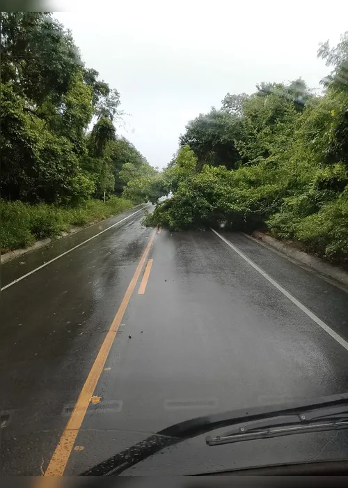 
			
				Chuva forte provoca queda de árvore e interdita pista na entrada do Aldebaran
			
			