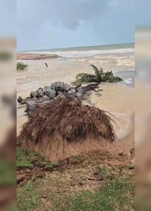 
			
				Coqueiro cai na Praia de Jacarecica após fortes chuvas em Maceió
			
			