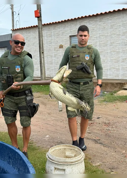 
			
				Jacaré é resgatado em loteamento após fortes chuvas em Marechal Deodoro
			
			
