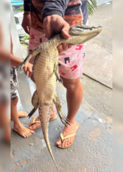 
			
				Jacaré é resgatado em loteamento após fortes chuvas em Marechal Deodoro
			
			