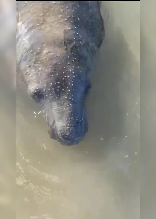 
			
				Peixe-boi resgatado após ferimentos volta a ser agredido com facão e reaparece no Pontal do Peba
			
			