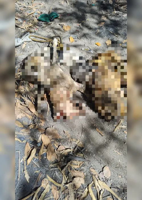 
			
				Polícia identifica motorista que atropelou e matou quatro cachorros em Maceió
			
			