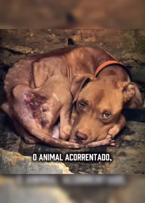 
			
				Sem água e comida: cachorro acorrentado é resgatado no Benedito Bentes
			
			