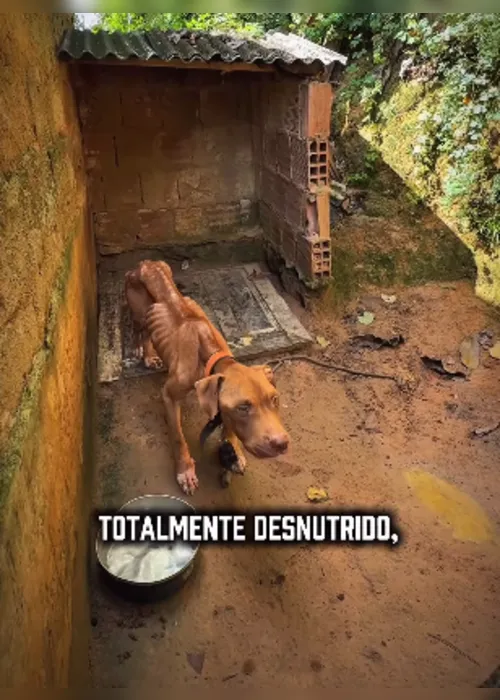 
			
				Sem água e comida: cachorro acorrentado é resgatado no Benedito Bentes
			
			