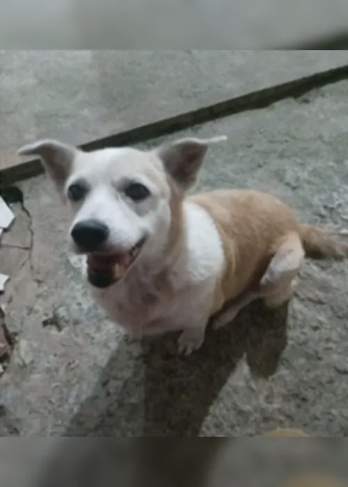 
			
				Cadela morre em alagamento no Vale do Reginaldo; moradora relata drama vivido com a família
			
			