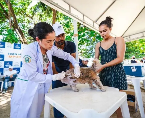 Saúde identifica casos de raiva em morcegos em três bairros de Maceió; entenda!