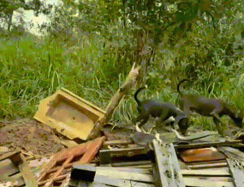 Chuvas destroem abrigo e colocam mais de 130 animais em risco; proprietária pede ajuda