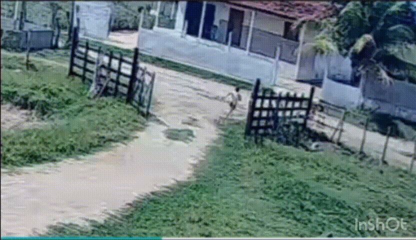 Criança salva primo de 5 anos de manada em Palmeira dos Índios; veja o vídeo!