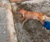 Pitbulls matam cachorro de rua após fugirem de casa em Maceió imagem