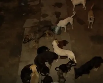 Abrigo de animais em Marechal enfrenta colapso e pede ajuda