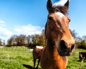 Alagoas já soma 65 mortes de cavalos ligadas ao consumo de ração contaminada