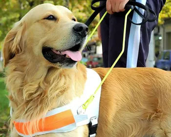 Animais de apoio: entenda as diferenças entre pets para suporte emocional, terapia e serviço