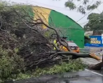 Árvore cai durante forte chuva e compromete trânsito no Jaraguá