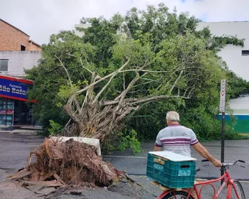 Árvore cai e interdita avenida em frente ao terminal do B. Bentes 1