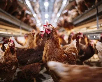 Brasil encerra vazio sanitário e se declara livre da gripe aviária