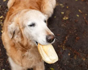 Cachorros podem comer pão? Descubra riscos e os cuidados necessários