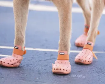 Cães farejadores da Copa de Clubes usam botas para proteger patas