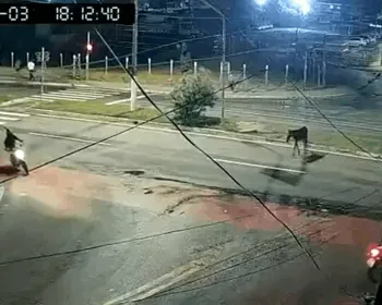Cavalo é atropelado na Avenida Josefa de Melo; veja o momento!