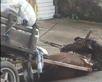 Cavalo morre eletrocutado após queda de fios de alta tensão no Mercado da Produção