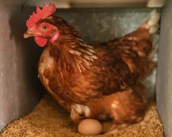 Ceará registra 1º foco de gripe aviária em aves domésticas