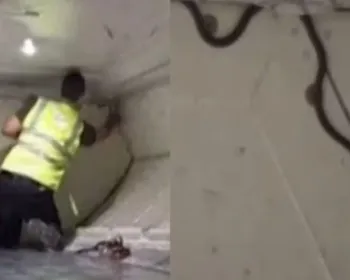 Cobra é encontrada em avião, assusta passageiros e atrasa voo