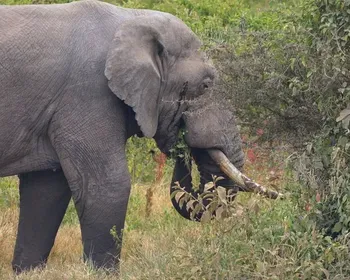 Elefanta mata turistas durante safari em parque na Zâmbia