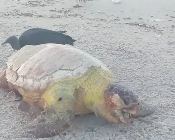 Mais uma tartaruga marinha é encontrada morta na Praia do Sobral