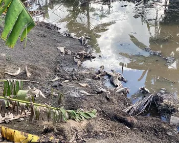 Maus-tratos e carcaças às margens de rio: abatedouro clandestino é autuado em AL
