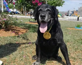 Morre Zeca, cão herói do CBMDF que atuou nas buscas de Brumadinho (MG)