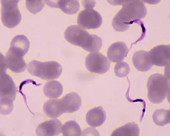 Mudanças climáticas podem ampliar risco da doença de Chagas