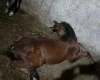 Nove cavalos morrem após consumo de ração: 'Sofrimento'