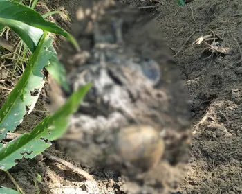 Ossada humana achada no interior pode estar ligada a uma série de sumiços