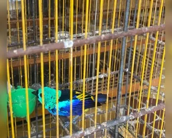 PF investiga sumiço de papagaios ameaçados em zoológico de AL