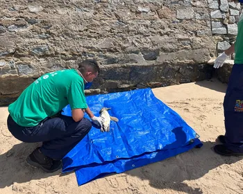 Pinguim é encontrado morto em praia de Maceió