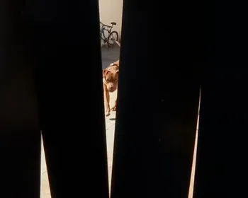 Pitbull que mordeu adolescente atacou cachorro de vizinha um mês antes