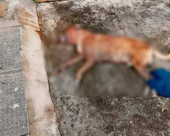 Pitbulls matam cachorro de rua após fugirem de casa em Maceió