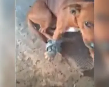 Polícia investiga se cachorro foi baleado em abordagem policial na Chã de Bebedouro