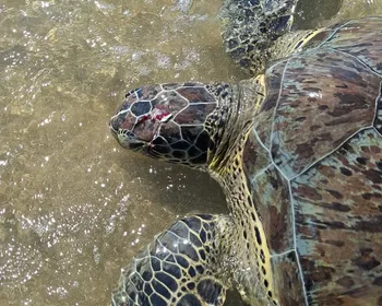 Tartaruga-verde é encontrada com crânio esmagado na Praia do Patacho
