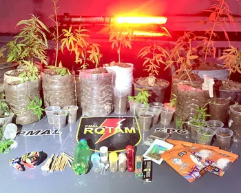 Vídeo: PM prende homem e apreende 37 pés de cannabis em residência em Satuba