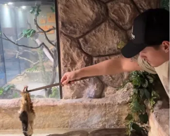 Vídeo: alagoano alimenta sucuri com galinha e viraliza nas redes sociais