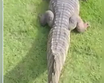 Vídeo: jacaré é flagrado 'passeando' por condomínio na Barra Nova