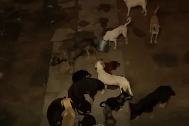 
				Abrigo de animais em Marechal enfrenta colapso e pede ajuda
			
			